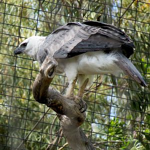 Panda Canyon - Birds of Prey - Harpy Eagle Exhibit