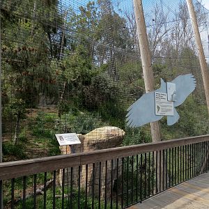 Panda Canyon - Birds of Prey - Andean Condor Exhibit