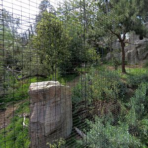 Panda Canyon - Birds of Prey - Andean Condor Exhibit