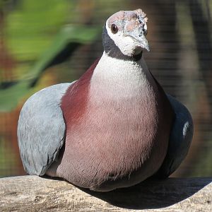 Entrance Area - Bus Tour Queue Aviary - Collared Imperial-pigeon