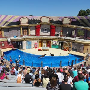 Sea Lion and Otter Stadium - Sea Lions Live Show
