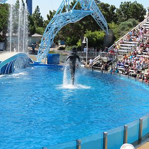 Dolphin Stadium - Blue Horizons Show - Short-finned Pilot Whale