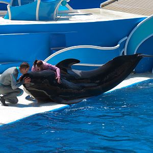 Dolphin Stadium - Blue Horizons Show - Short-finned Pilot Whale