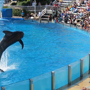 Dolphin Stadium - Blue Horizons Show - Short-finned Pilot Whale