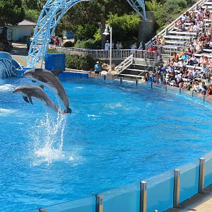 Dolphin Stadium - Blue Horizons Show - Bottlenose Dolphin