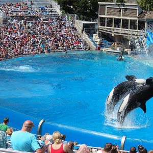 Shamu Stadium - One Ocean Show - Killer Whales