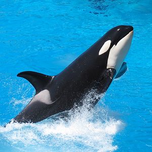 Shamu Stadium - One Ocean Show - Killer Whale