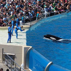 Shamu Stadium - One Ocean Show - Killer Whales