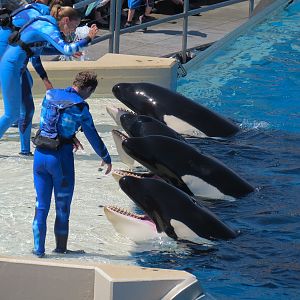 Shamu Stadium - One Ocean Show - Killer Whales