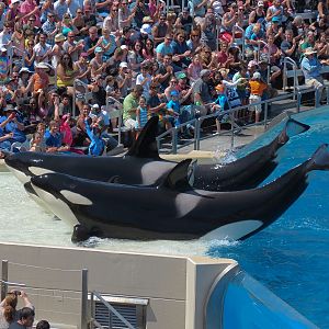 Shamu Stadium - One Ocean Show - Killer Whales