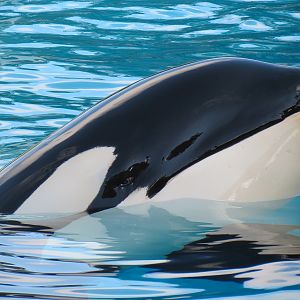 Shamu Stadium - One Ocean Show - Dine With Shamu - Killer Whale