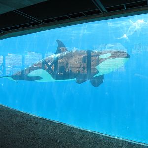 Shamu Stadium - One Ocean Show - Shamus Underwater Viewing
