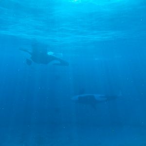 Shamu Stadium - One Ocean Show - Shamus Underwater Viewing