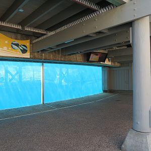 Shamu Stadium - One Ocean Show - Shamus Underwater Viewing
