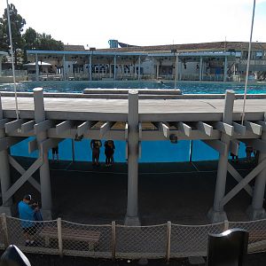 Shamu Stadium - One Ocean Show - Shamus Underwater Viewing