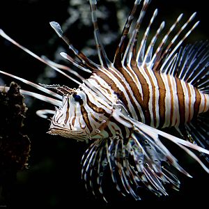 Lionfish - 29/10/2014