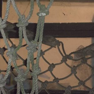 Vintage hammock broken by Lemurs, 31st October 2014