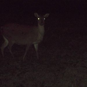 Formosan Sika Deer, 31st October 2014