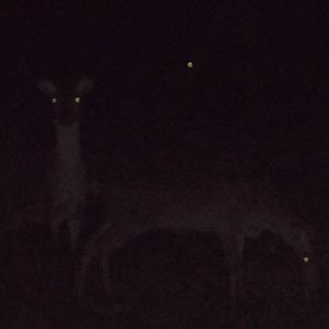 Formosan Sika Deer, 31st October 2014