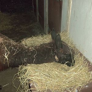 Fudge tucks in, 1st November 2014