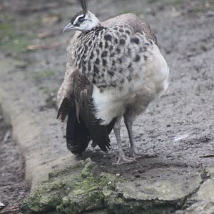 Peafowl chick update, 2nd November 2014