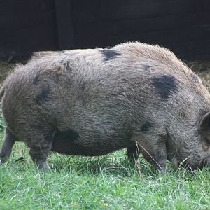 Not quite a Slimcea girl, 2nd November 2014