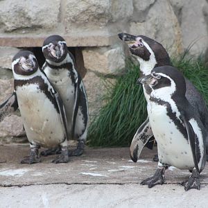Just before feeding time, 2nd November 2014