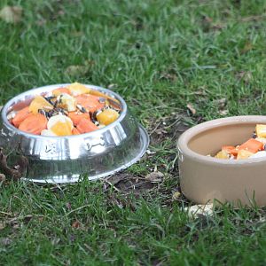 Tasty treats for the Raccoon Dogs, 2nd November 2014