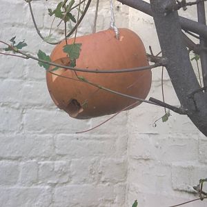 Enrichment for the Ring-tailed Lemurs, 2nd November 2014