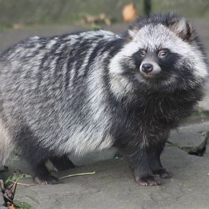 Raccoon Dog, 2nd November 2014