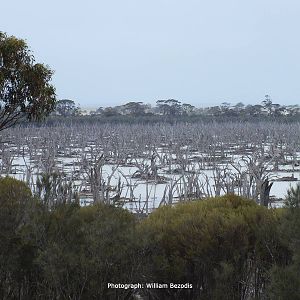 Dead Lake Western Australia