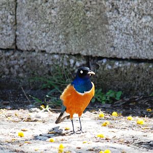 Superb Starling at Senkelle, 17/10/14