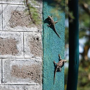 Agamid Species at Senkelle, 17/10/14
