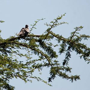 Ring-necked Dove at Senkelle, 17/10/14