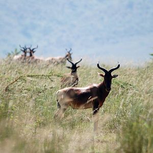 Swayne's Hartebeest at Senkelle, 17/10/14