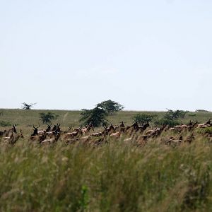 Swayne's Hartebeest at Senkelle, 17/10/14