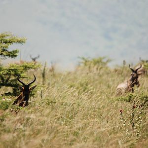 Swayne's Hartebeest at Senkelle, 17/10/14