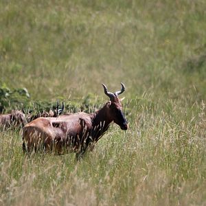 Swayne's Hartebeest at Senkelle, 17/10/14
