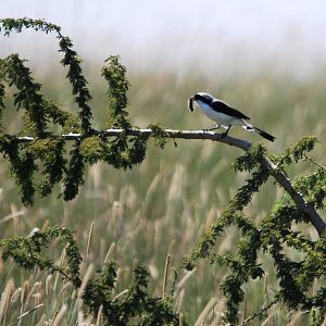 Grey-backed Fiscal at Senkelle, 17/10/14