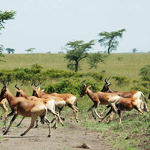 Swayne's Hartebeest at Senkelle, 17/10/14