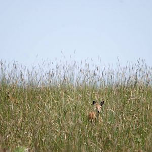 Sudan Oribi at Senkelle, 17/10/14