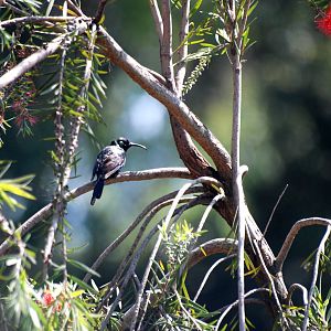 Tacazze Sunbird at Shashemene, 17/10/14