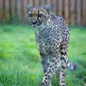 Cheetah : Wingham : 13 Oct 2014
