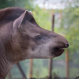 South American tapir : Wingham : 13 Oct 2014