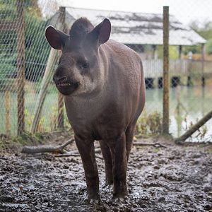 South American tapir : Wingham : 13 Oct 2014