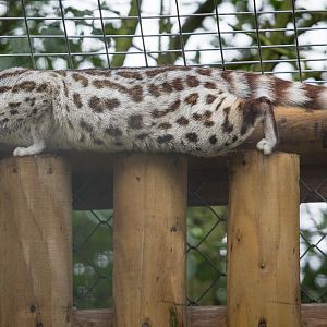 Pardine genet : Wingham : 13 Oct 2014