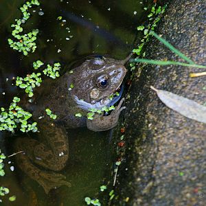 Marsh frog : Wildwood : 16 Oct 2014