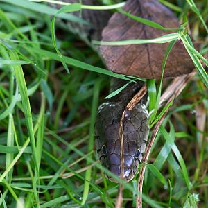 Grass snake : Wildwood : 16 Oct 2014