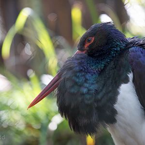 Black stork : Wildwood : 16 Oct 2014