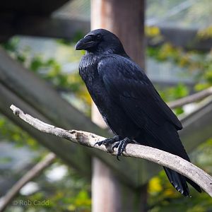 Raven : Wildwood : 16 Oct 2014
